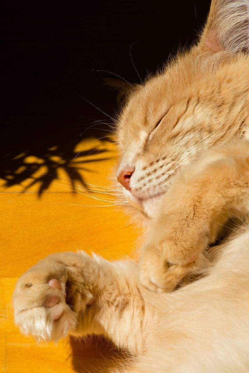 ねこみらいケア株式会社