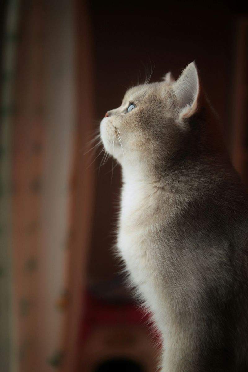 春の換毛期に向けた、ねこちゃんの快適ケアのポイント