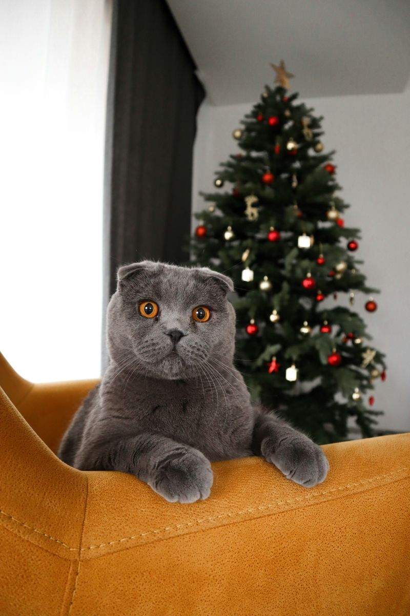 ねこみらいケア株式会社 11