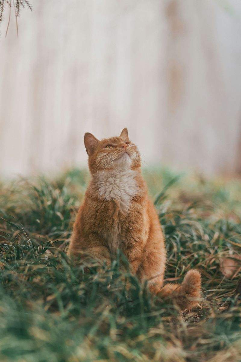 猫の訪問ケア