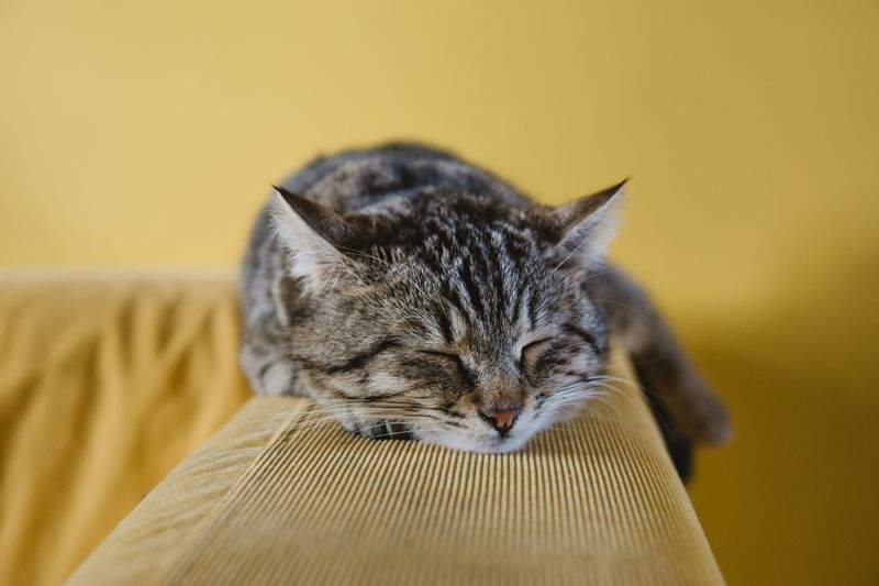 猫用品の相談・選定支援